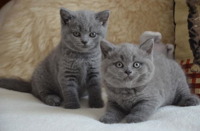 Chat bleu gris - British Shorthair