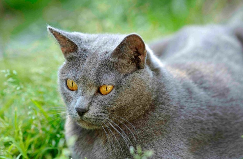 Chat bleu gris - Le chartreux