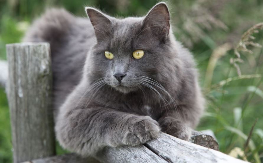 Chat Bleu Gris Chaton Et Chat De Race