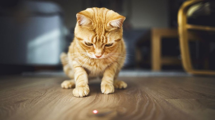Pourquoi les chats jouent avec un laser ?
