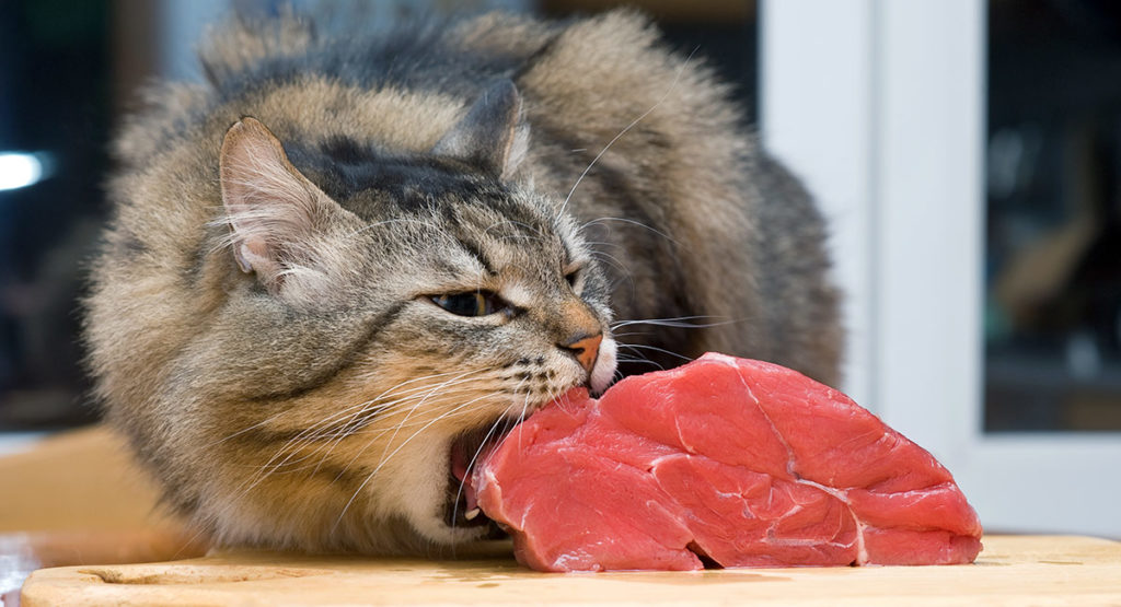 Nourriture pour chat, avec ou sans céréales ? Chaton et chat de race